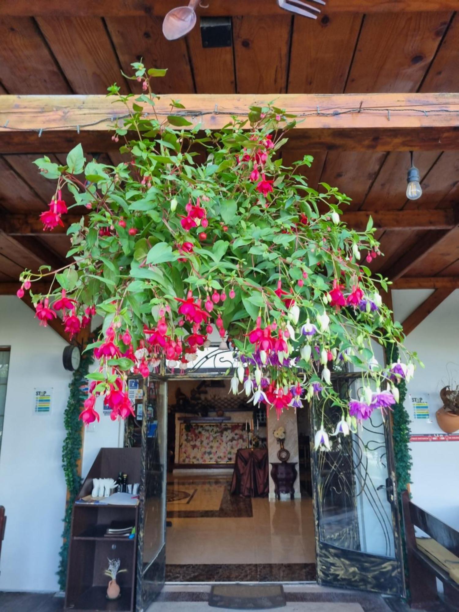 Casa Boiereasca Ξενοδοχείο Ιάσιο Εξωτερικό φωτογραφία